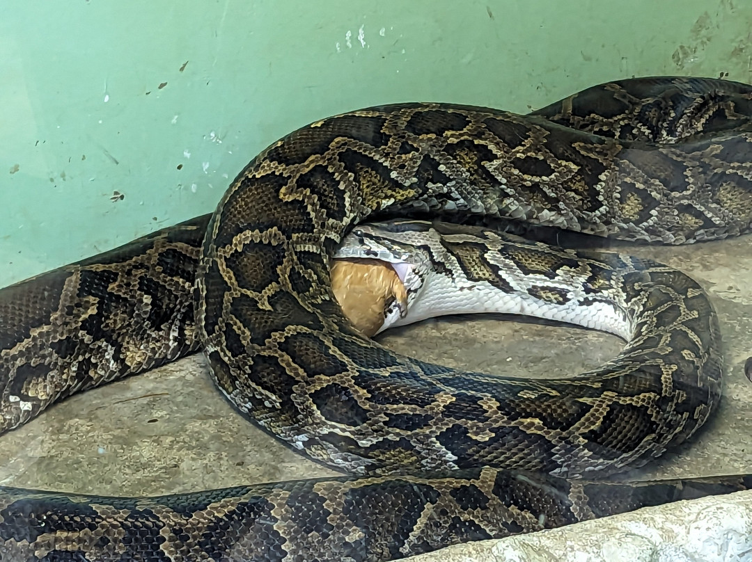 Japan Snake Center-太田市必去景点