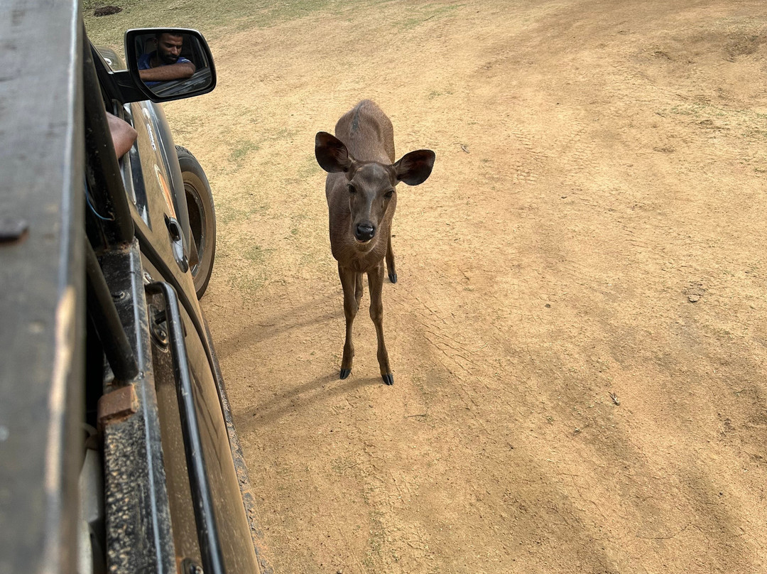 Punsisi jeep service and restaurants-Nochchiyagama必去景点