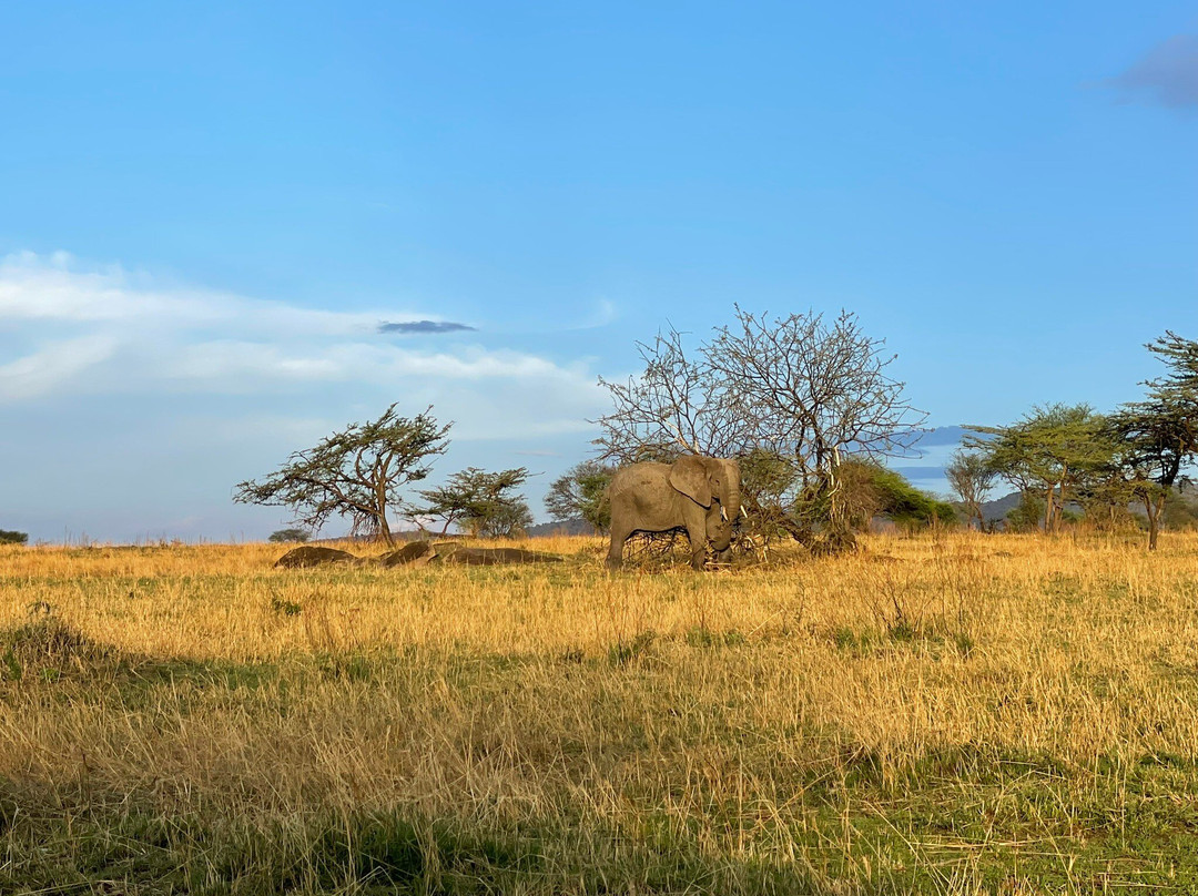 Momella African Adventure-阿鲁沙必去景点