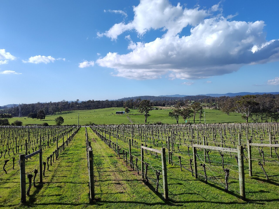 Tamar Valley Wine Tours景点图片