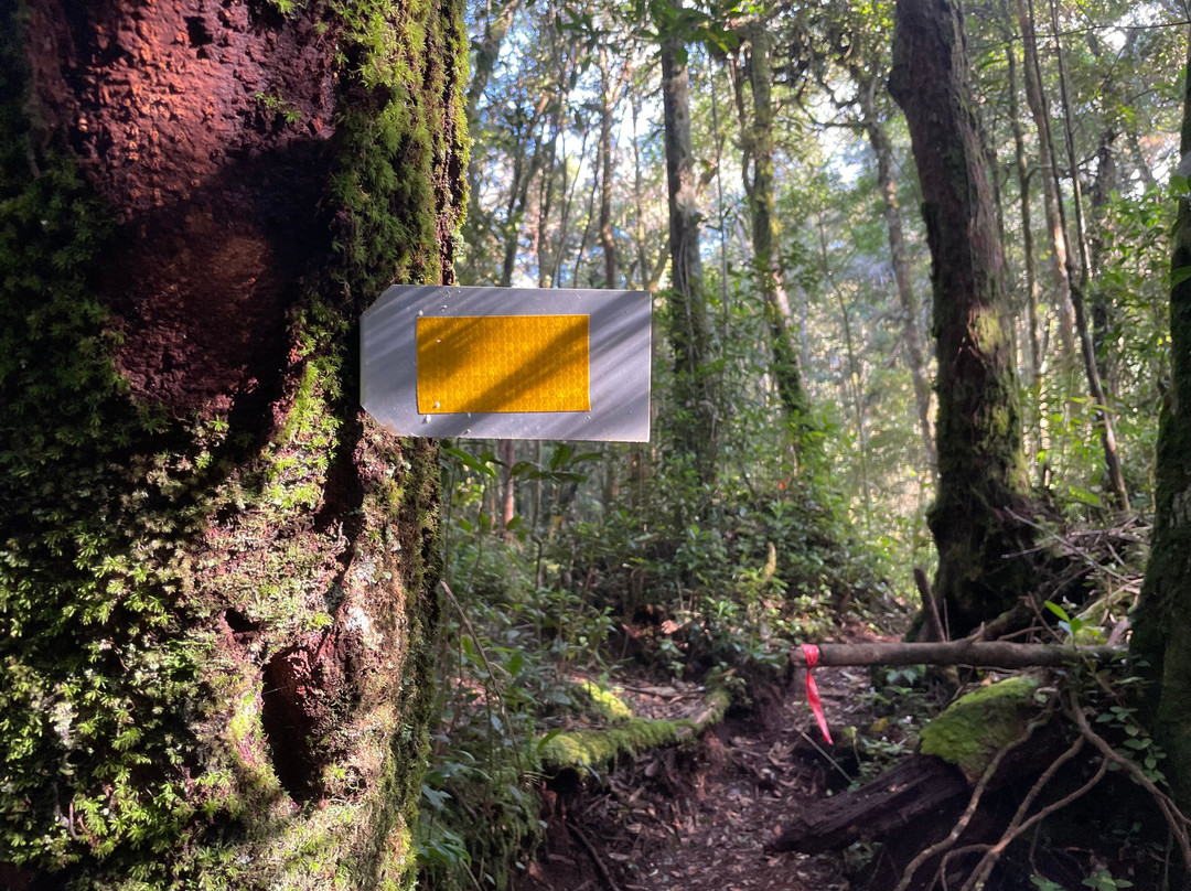 Cameron Highlands Jungle Trail No. 1景点图片
