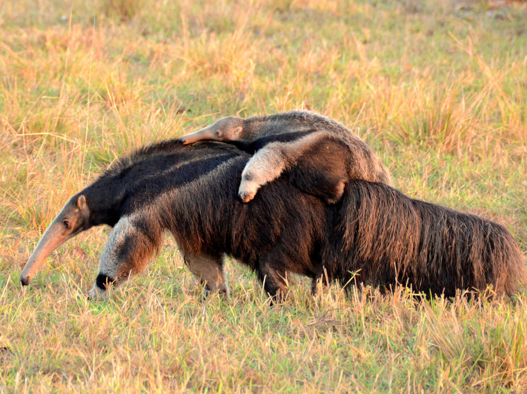 Pantanal Safaris景点图片