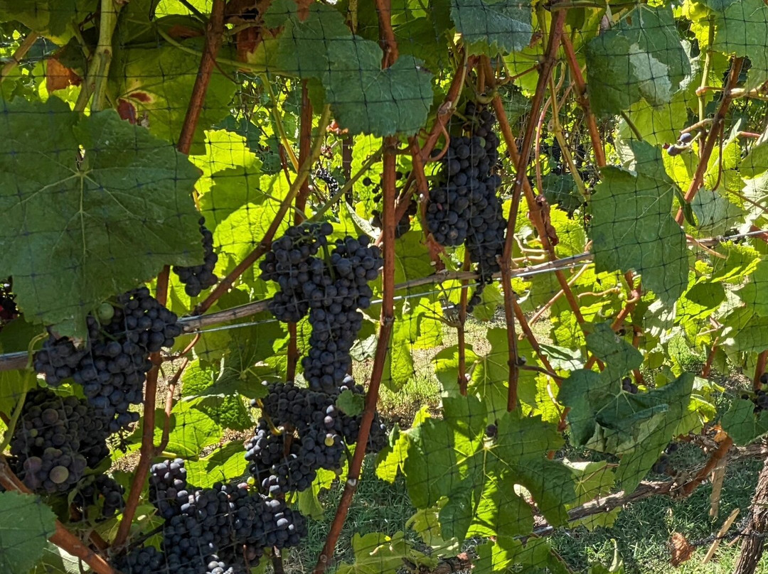 Soquel Vineyards-Soquel必去景点