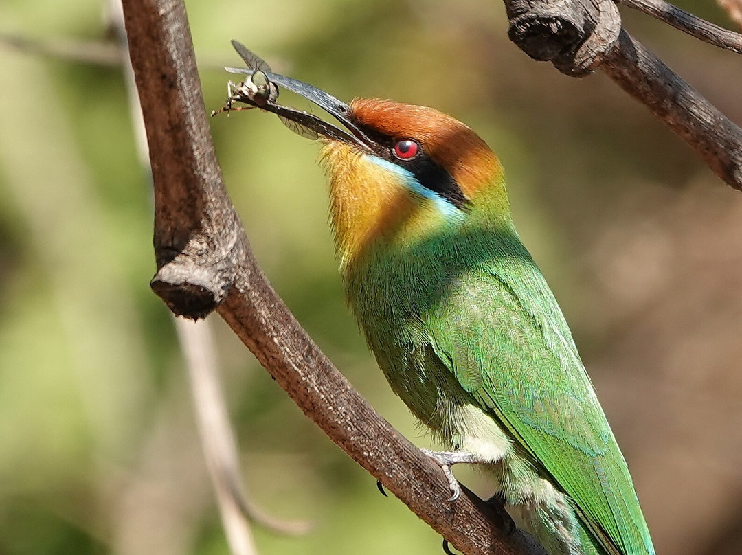 Pumulani Lodge - Robin Pope Safaris主图
