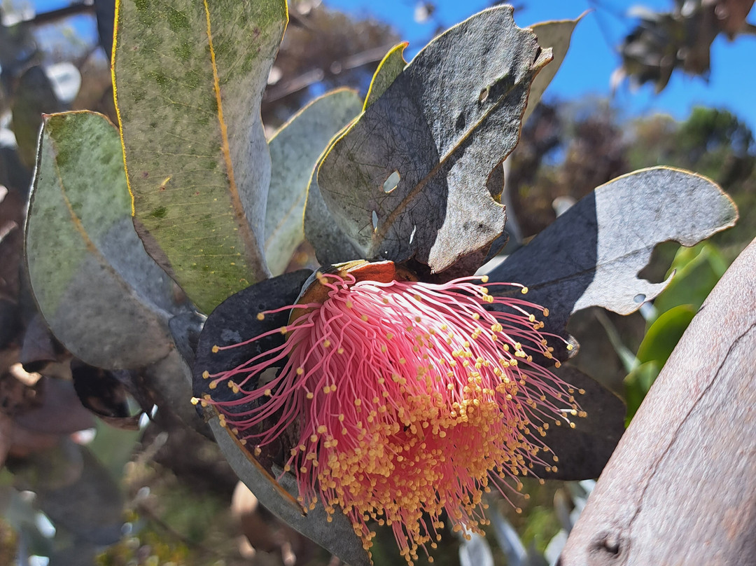 Pangarinda Botanic Gardens-Wellington必去景点