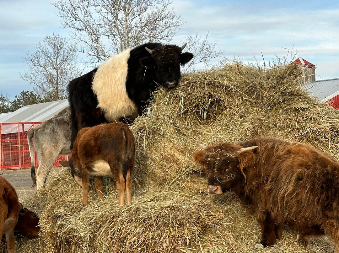 Cockrills Country Critters景点图片