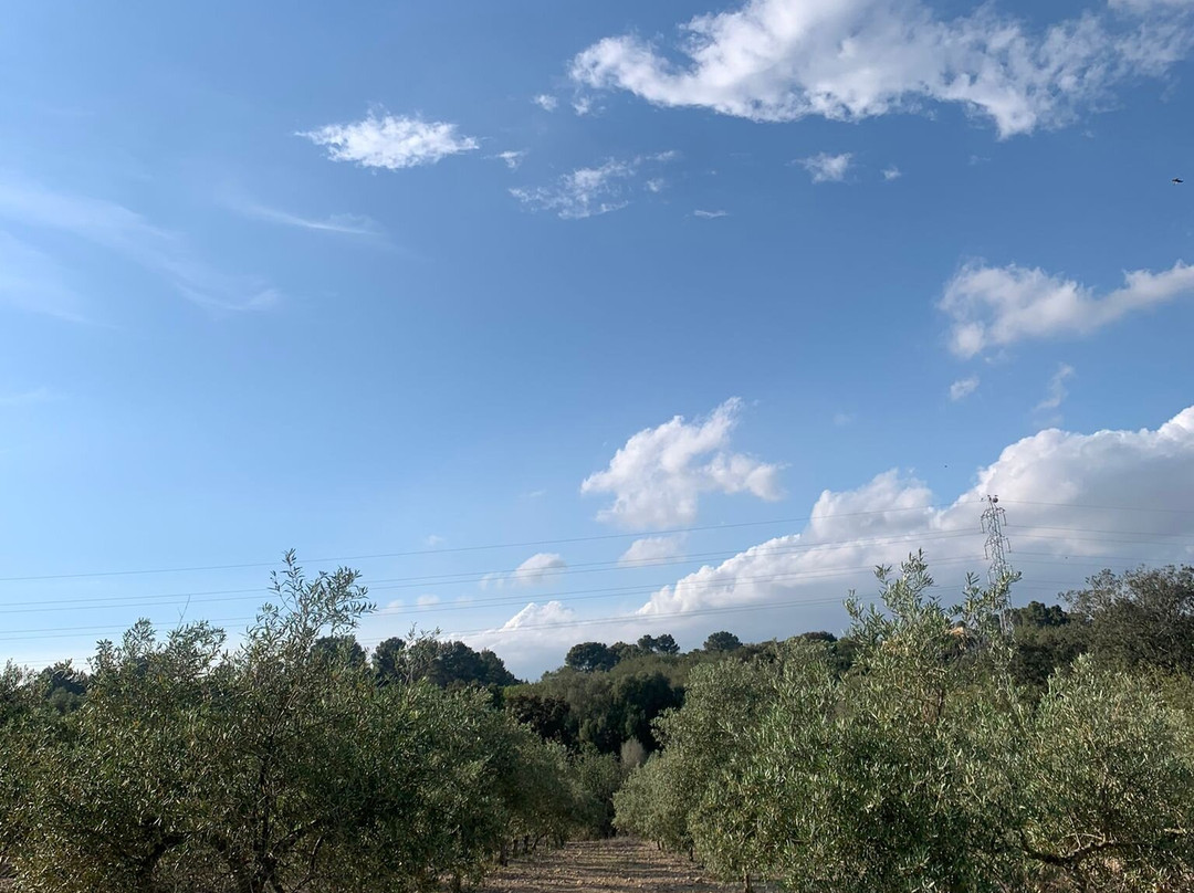 Finca Son Jorbo主图