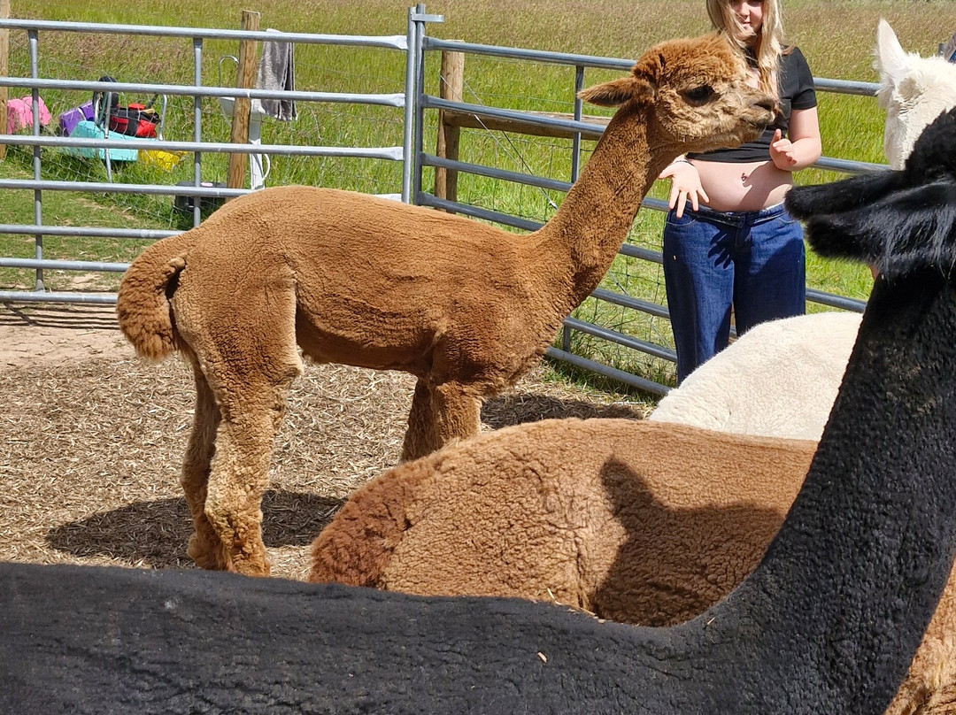 Meriden旅游景点-Ambling Alpacas