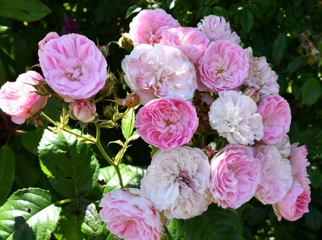 Peter Beales Roses景点图片