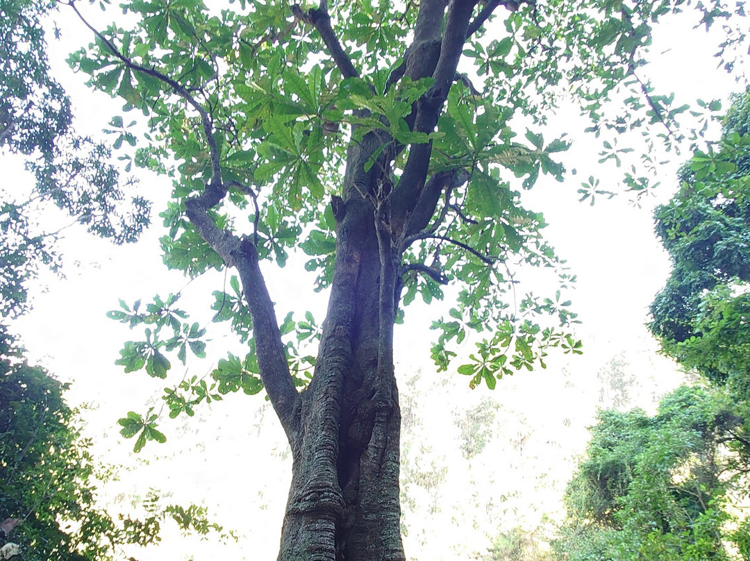Debengeni Waterfall-参宁必去景点