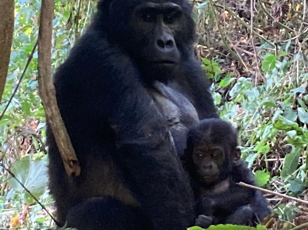 Bujuku Eco Tours & Travel Ltd-Kasese必去景点