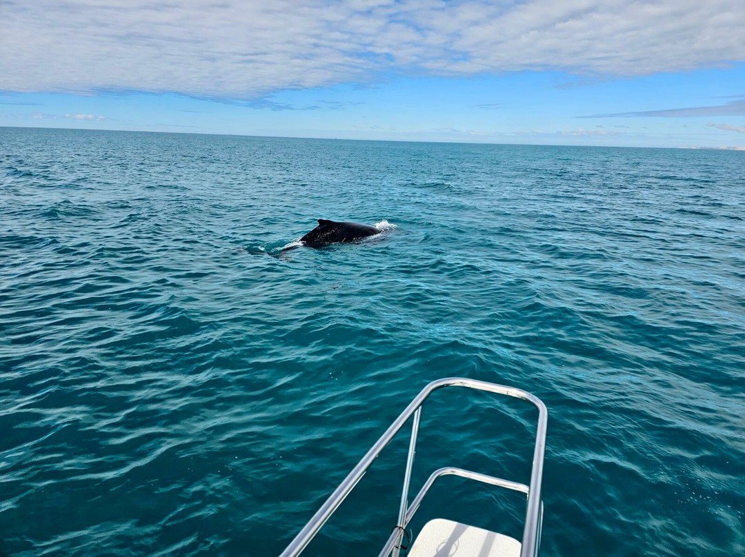 Mac Attack Fishing Charters-德纳姆必去景点