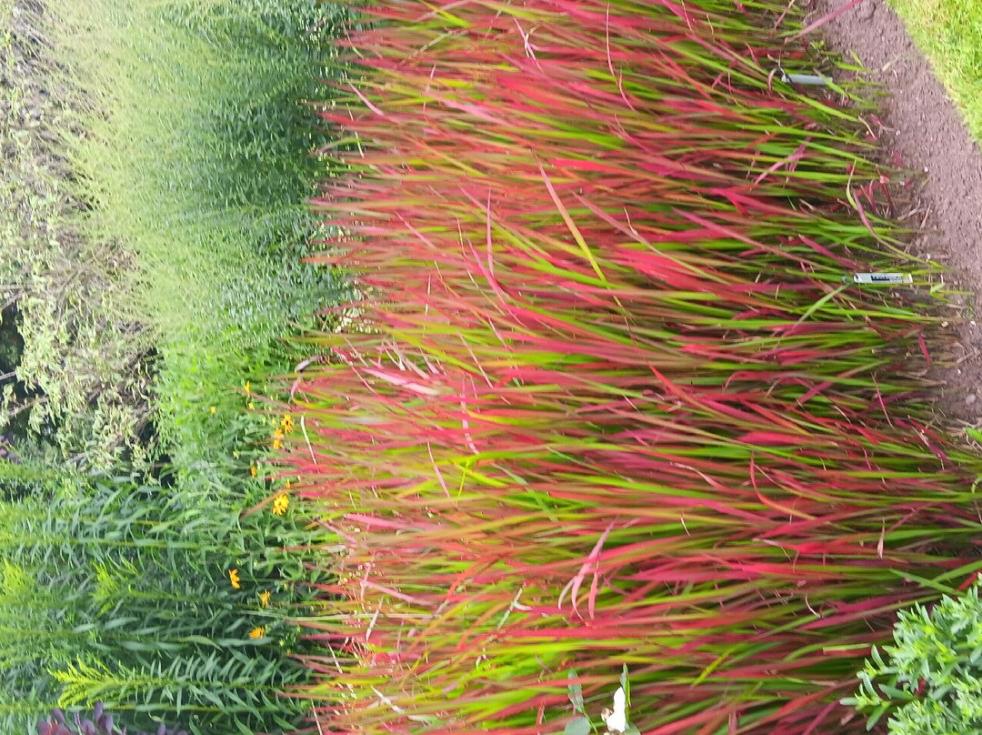 Ashwood Nurseries景点图片