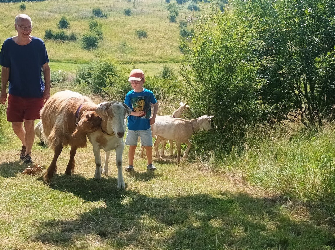 Goat & Sheep Walk Experience景点图片