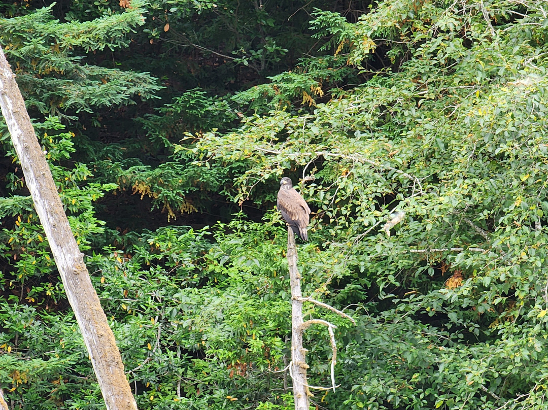 Klamath River Jet Boat Tours-克拉马斯必去景点