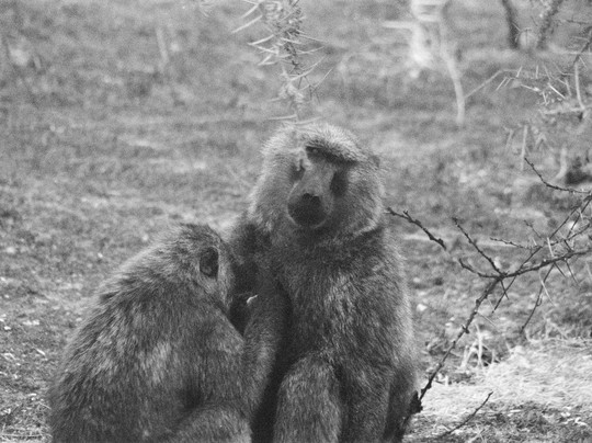 Primates Adventure-DMC-Ruhengeri必去景点