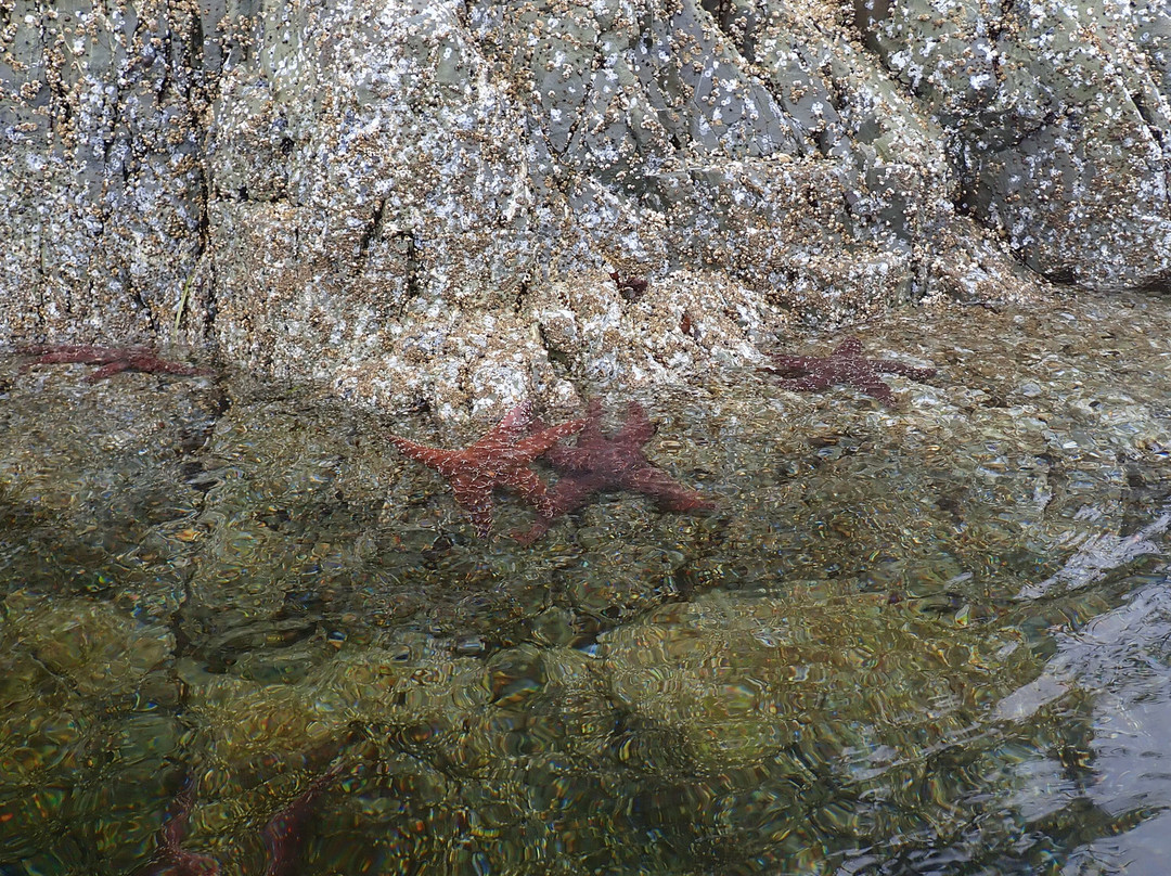 Tofino Sea Kayaking Day Tours景点图片
