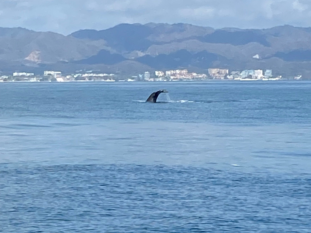 Adasailing Puerto Vallarta-瓦拉塔港必去景点