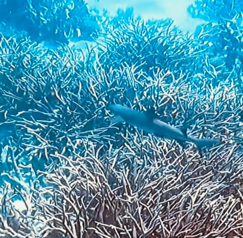 ABC Reef Safaris-道格拉斯港必去景点