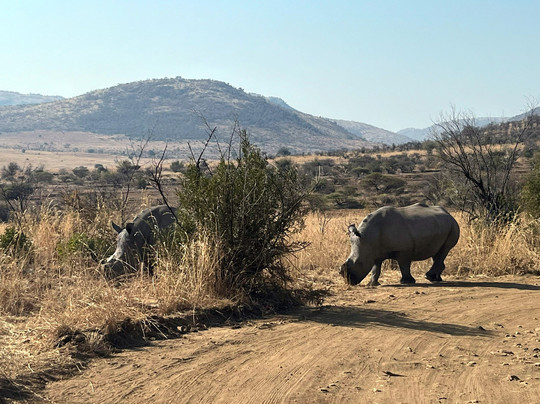 Bush Geek Safaris-比勒陀利亚必去景点