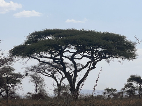 Sali Safaris-阿鲁沙必去景点