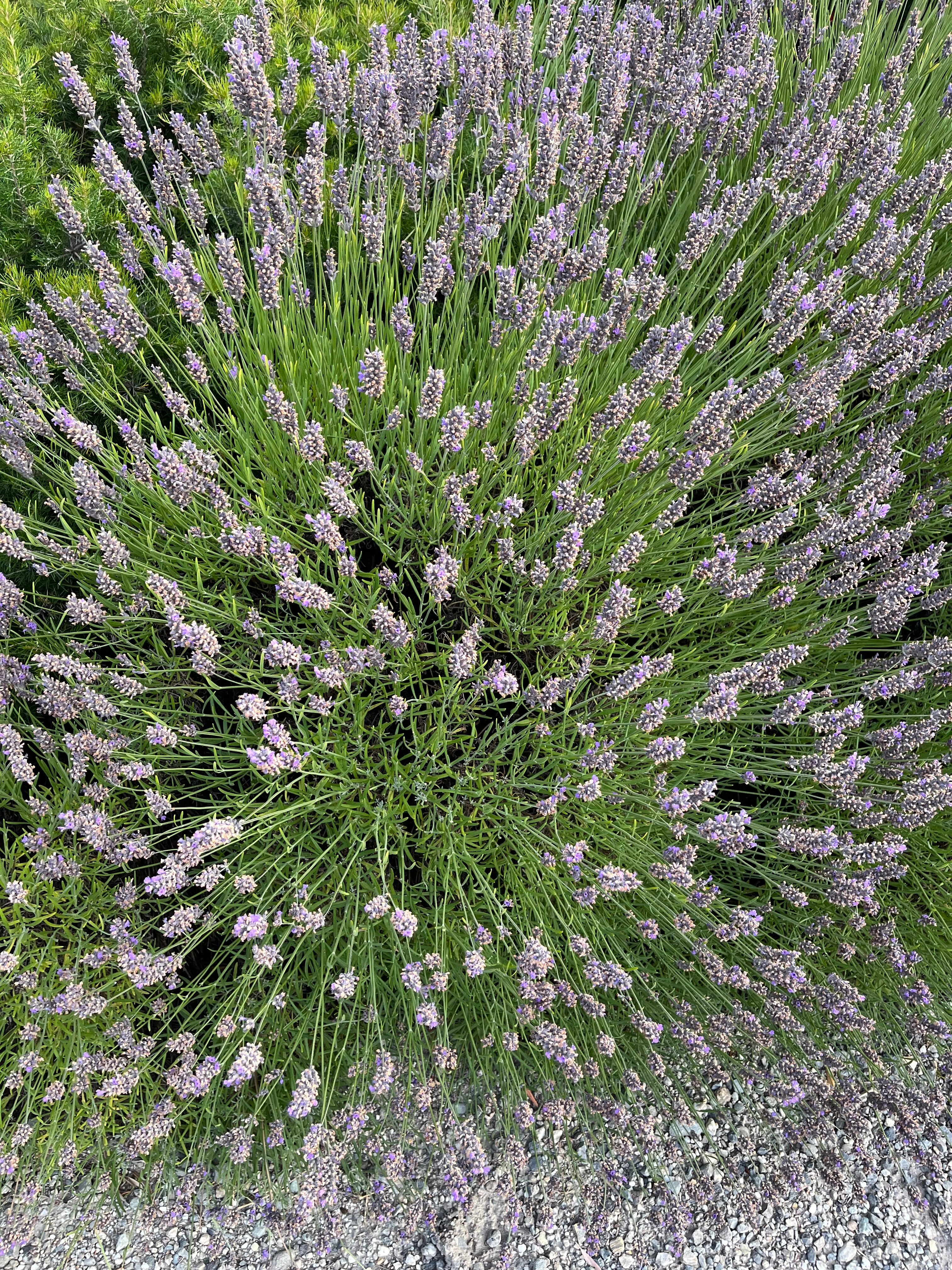Lavender Hill-浴室