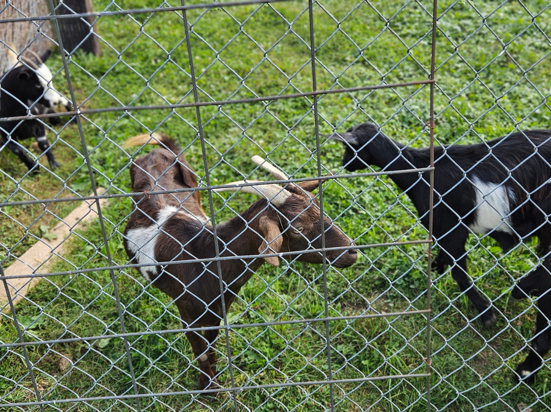 Animal Haven Zoo景点图片