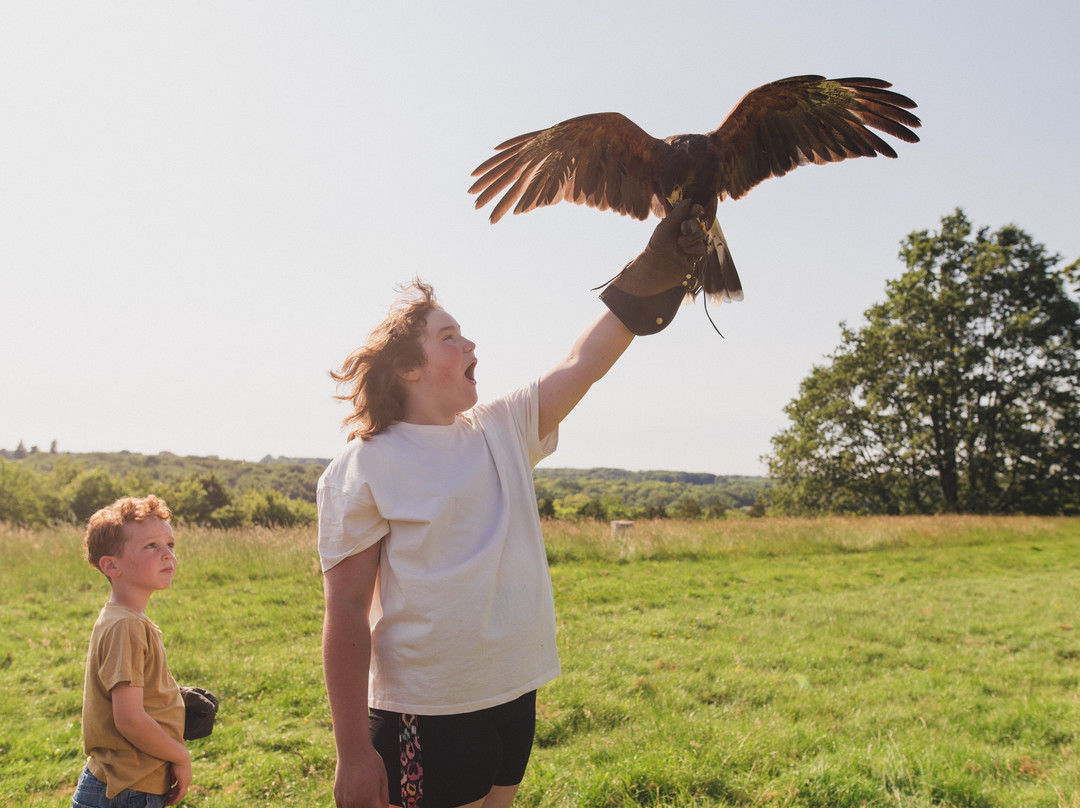 Kent Falconry Centre-Throwley必去景点