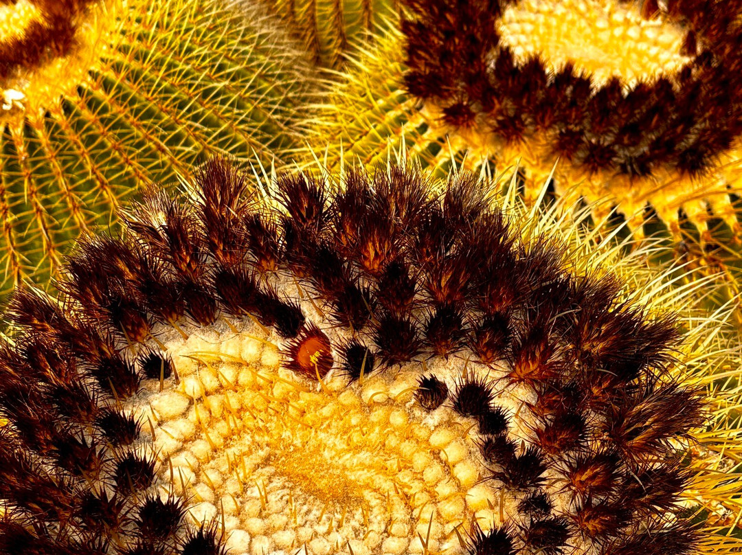 El Sueño (The Dream) Botanical Garden景点图片