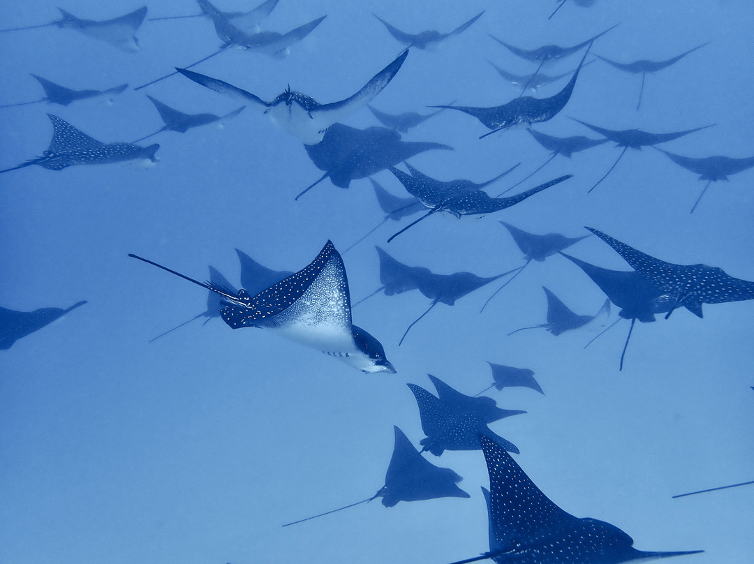 Tahiti Freediving景点图片