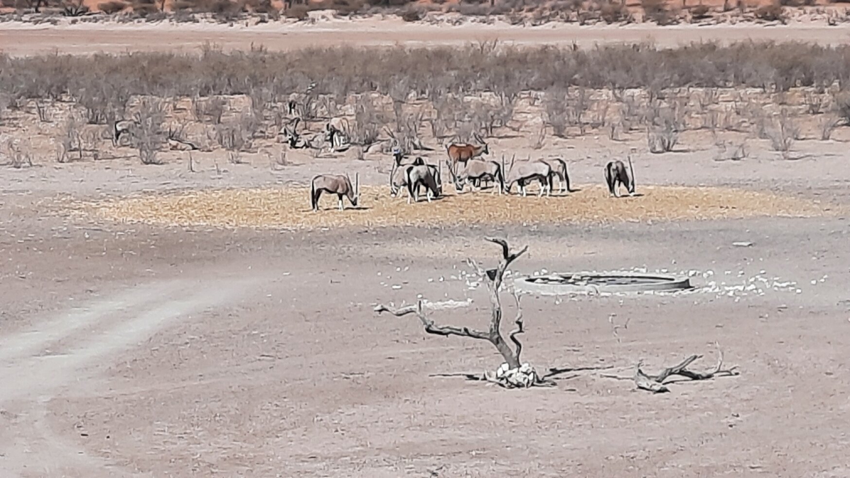 Suricate Kalahari Tented Lodge-官方