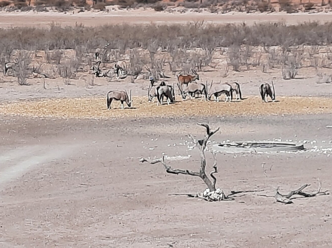 Suricate Kalahari Tented Lodge主图