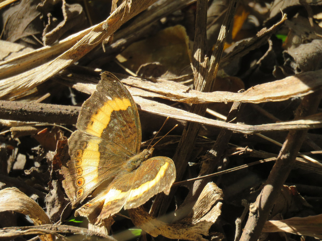 Zomba Forest Lodge主图