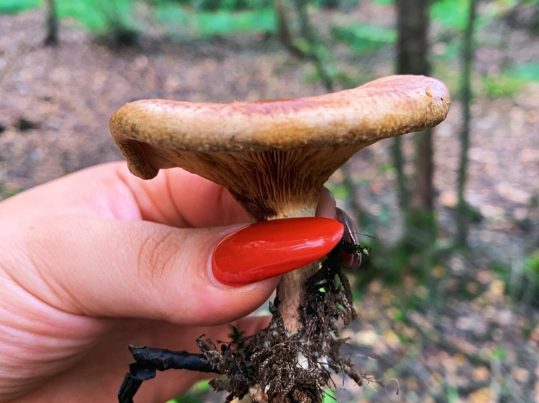 Twigmoor Woods景点图片