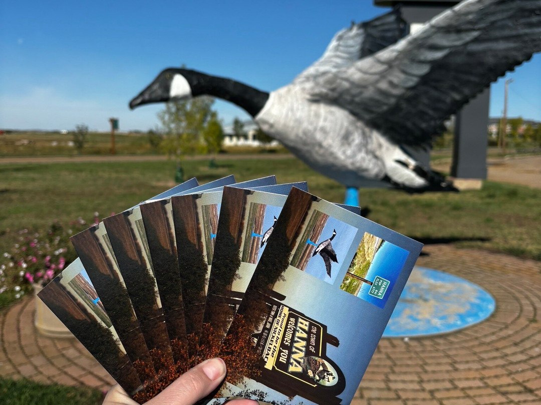 Largest Canadian Goose 1 Hanna景点图片