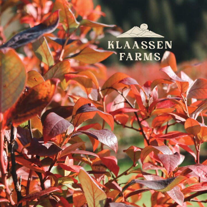 Klaassen Farms-奇利瓦克必去景点