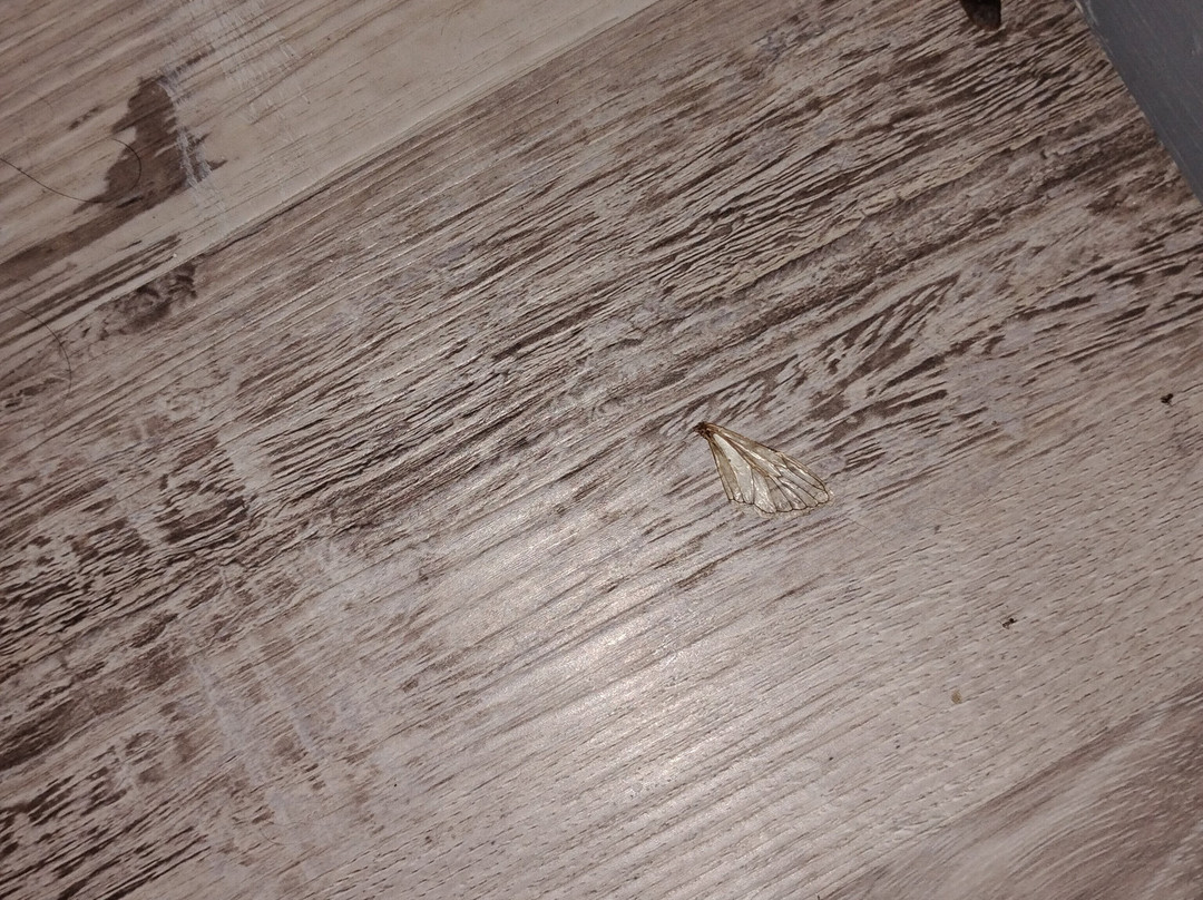 Rodeway Inn Port Richey North主图