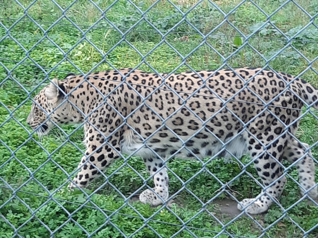 Skopje ZOO-斯科普里必去景点