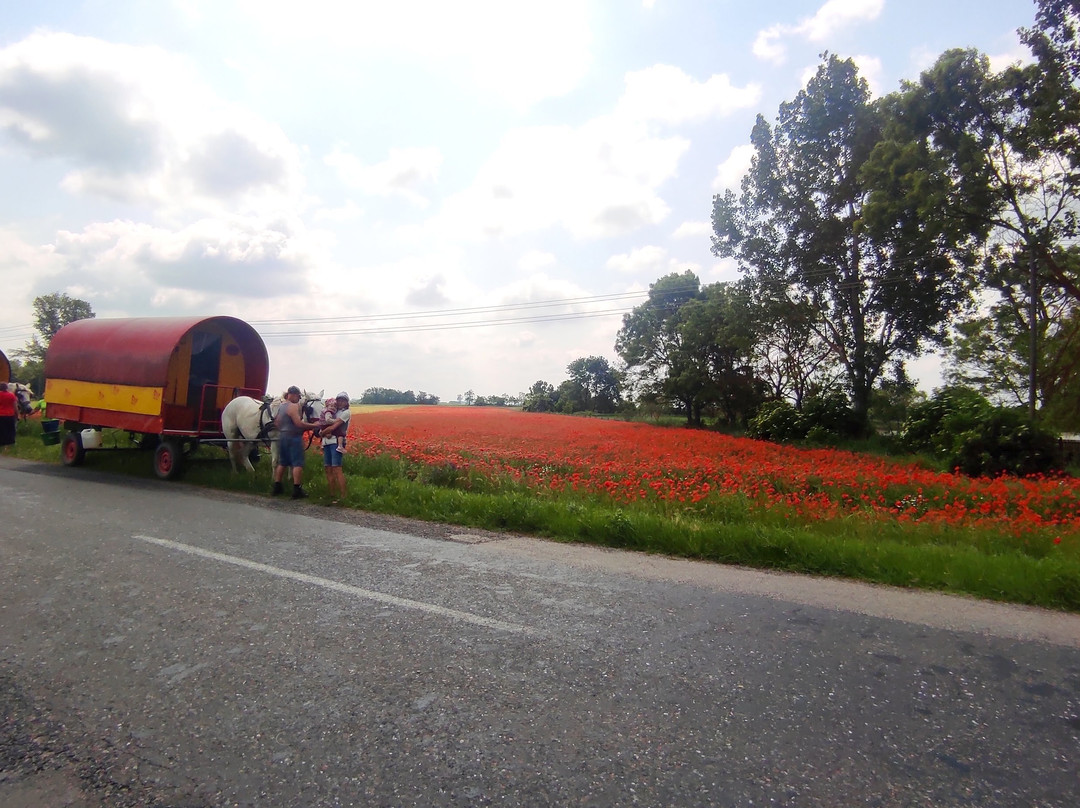 Puszta Kutsche景点图片