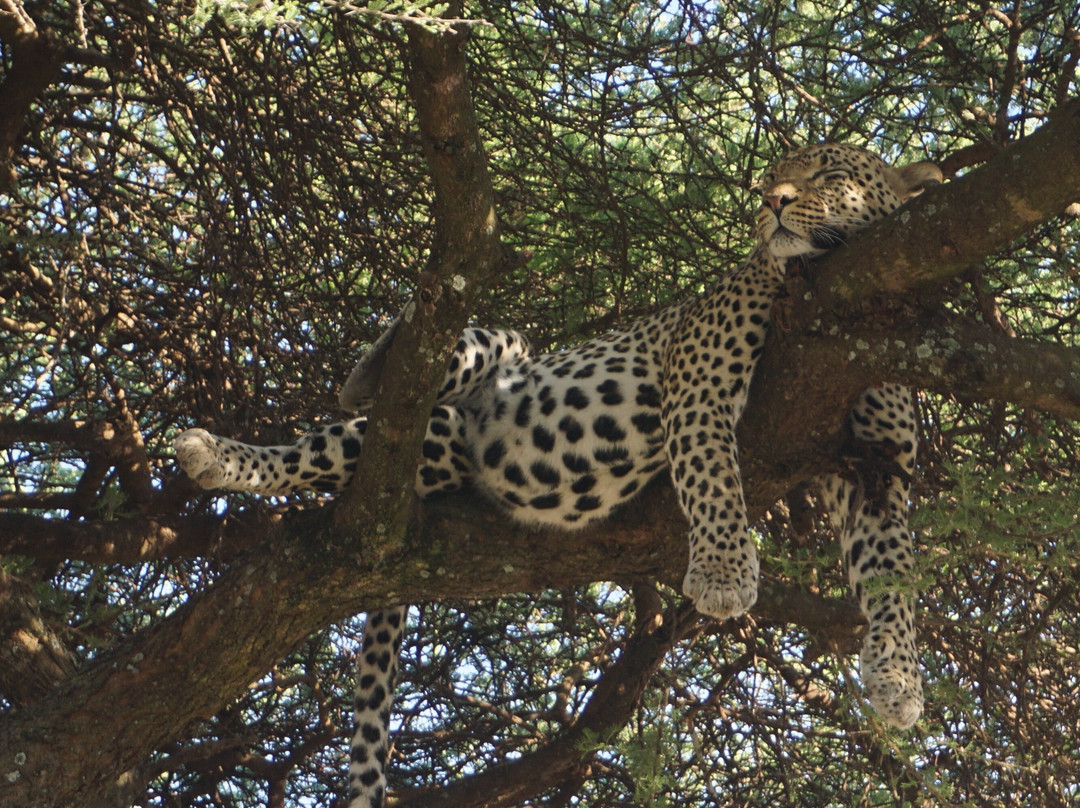 Wild Root Safaris and Adventures-阿鲁沙必去景点