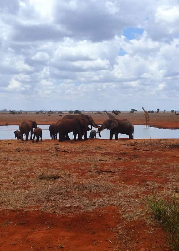 Elara luxury Safaris-蒙巴萨必去景点