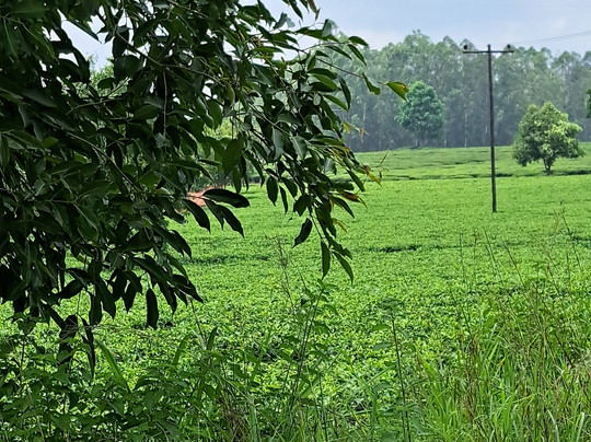 Sunflight Travel Agency-塞萨洛尼基必去景点