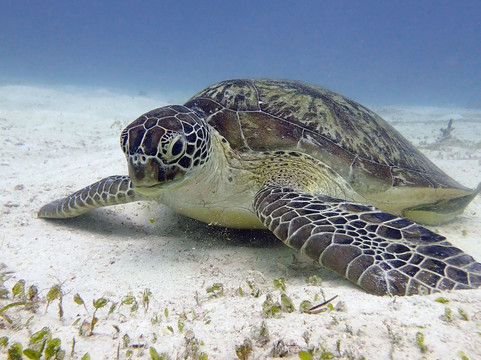 Mobula Divers Sibaltan Diving Center-爱妮岛必去景点