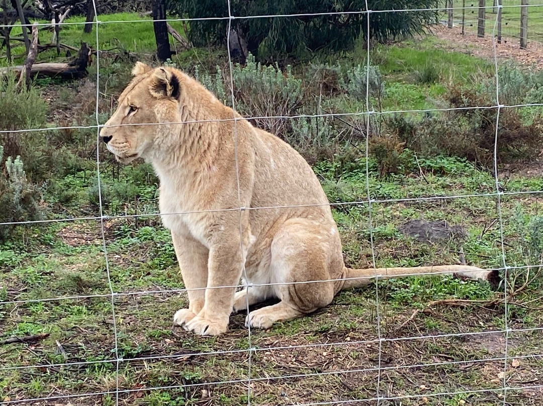 Drakenstein Lion Park-西开普必去景点