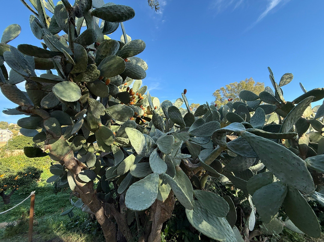 Il Giardino di Bonamorone景点图片