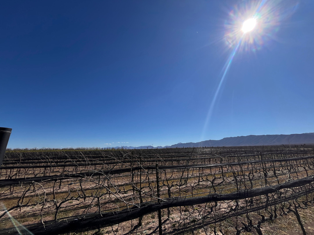 Camino Corazón Casa Vinícola-Parras de la Fuente必去景点
