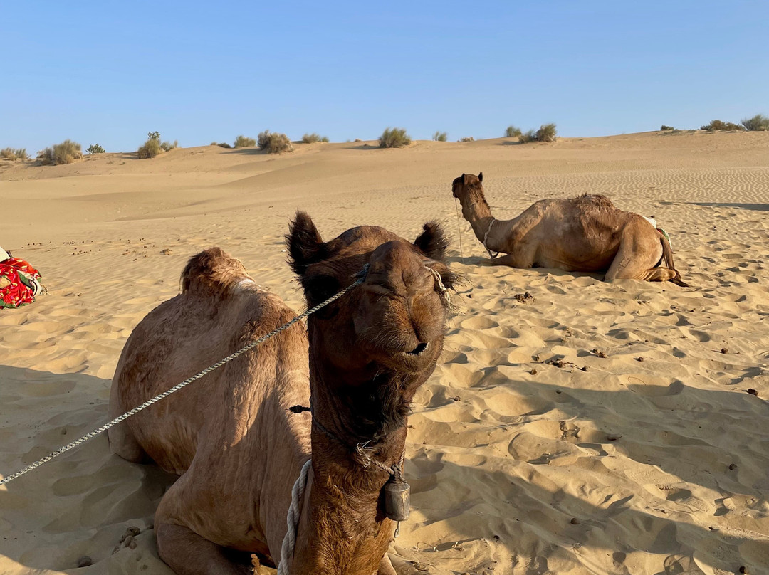 Kamals Private Camel Tour - Day Tours景点图片