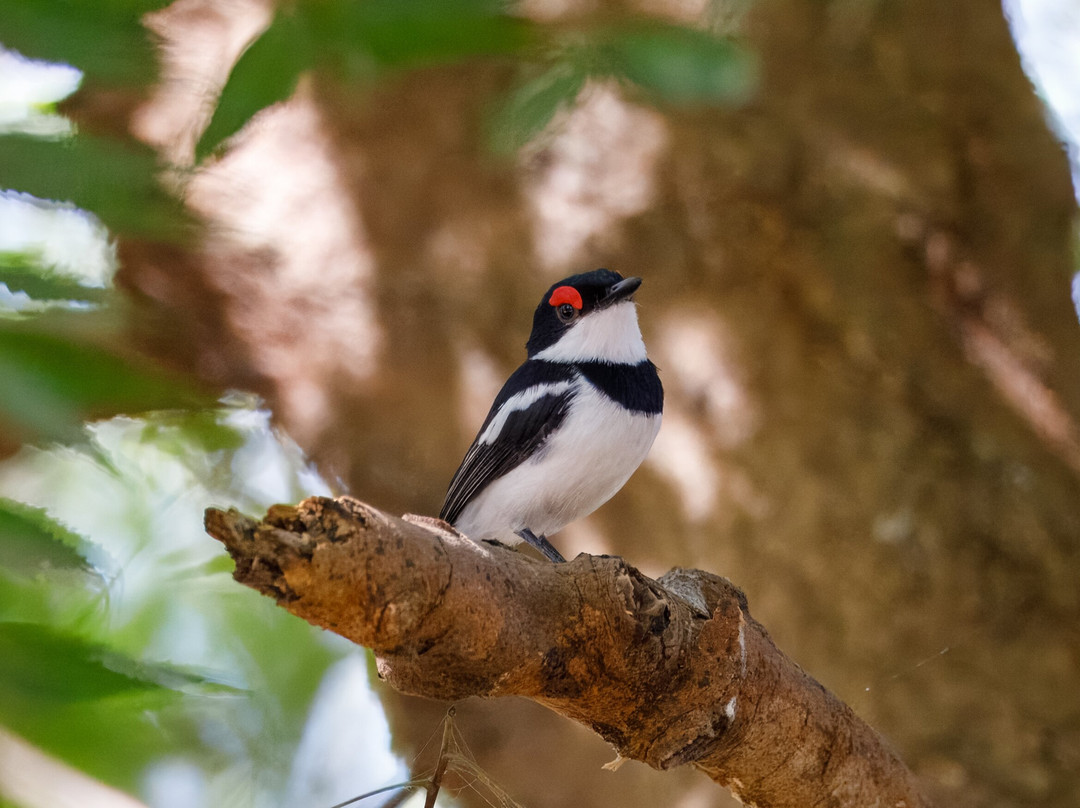 Senegambia Birding景点图片