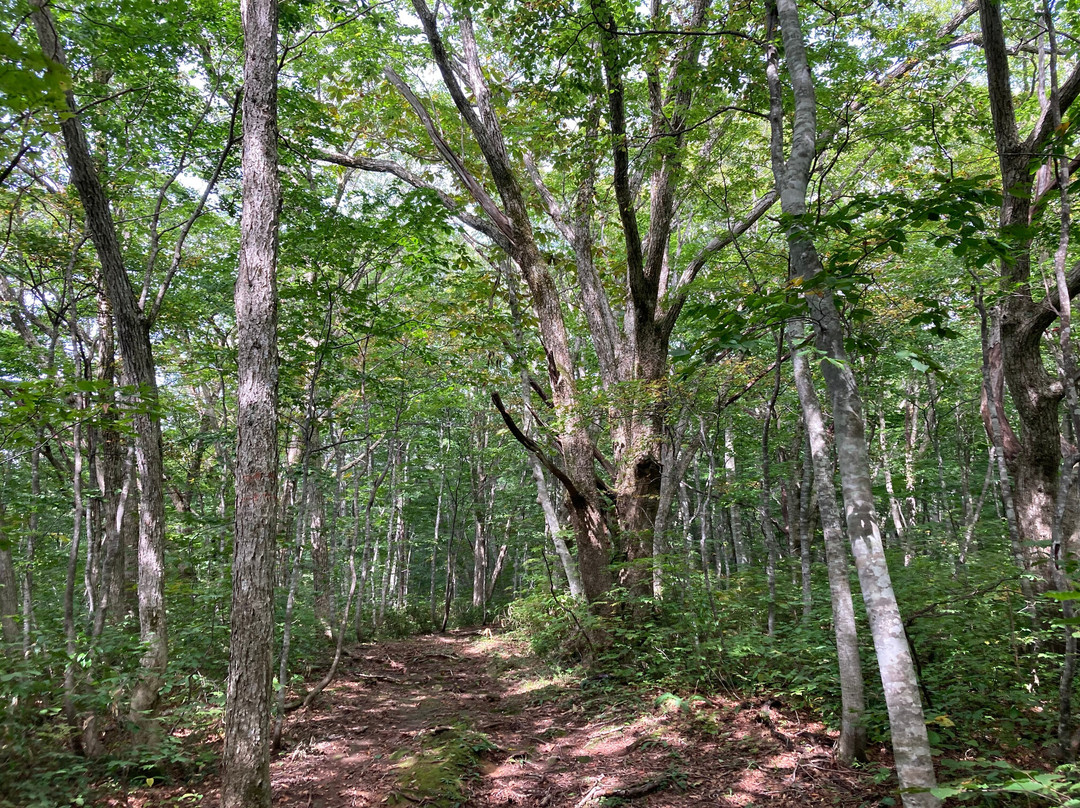 Sekaiyachi Native Flower Trail-栗原市必去景点