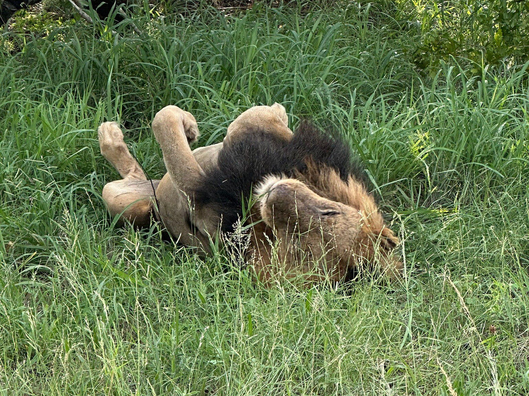 Sabi Sand Nature Reserve-沙比必去景点